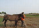 Gold Star Fox - Mare in Fullerton, ND Gold Star Fox - Mare in Fullerton, ND