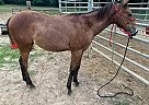 Quarter Horse - Horse for Sale in Poplar Bluff, MO 65708