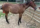 Quarter Horse - Horse for Sale in Poplar Bluff, MO 65708 Quarter Horse - Horse for Sale in Poplar Bluff, MO 65708