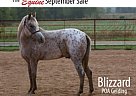 Pony of the Americas - Horse for Sale in , MO 65708 Pony of the Americas - Horse for Sale in , MO 65708