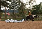 Other - Horse for Sale in Friestatt, MO 65654 Other - Horse for Sale in Friestatt, MO 65654