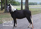 Other - Horse for Sale in Friestatt, MO 65654 Other - Horse for Sale in Friestatt, MO 65654