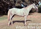 Quarter Horse - Horse for Sale in Sulpher Springs, TX 65708
