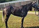 Thoroughbred - Horse for Sale in Tampa, FL 65708