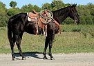 Quarter Horse - Horse for Sale in Everton, MO 65708 Quarter Horse - Horse for Sale in Everton, MO 65708