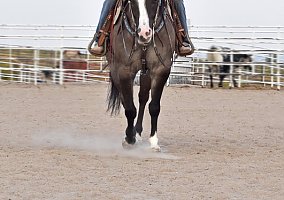 Quarter Horse (Quarter Horse, Gelding) in Bayard, NE