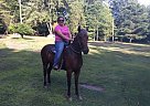 Kentucky Mountain - Horse for Sale in Waller, KY 17814