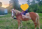 Haflinger - Horse for Sale in Montezuma, IN 47862