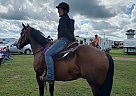Quarter Horse Gelding for Sale in Danvers, Minnesota Quarter Horse Gelding for Sale in Danvers, Minnesota