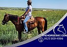 Single Footing - Horse for Sale in Cheyenne, WY 82007