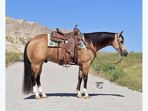 Reiner, Ranch, Gentle for all