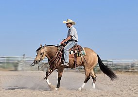 Reiner (Quarter Horse, Gelding) in Bayard, NE