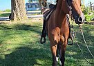 Arabian - Horse for Sale in Kidder, MO 64649 Arabian - Horse for Sale in Kidder, MO 64649