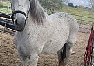 Boy - Stallion in Bay city, TX Boy - Stallion in Bay city, TX