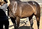 Appendix - Horse for Sale in Fallbrook, CA 92028