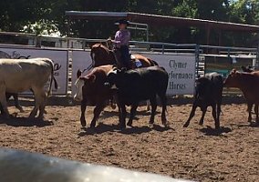 Sweet Registered AQHA Mare Quarter Horse Mare