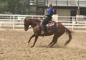 Quarter Horse (Quarter Horse, Mare) in Yampa, CO