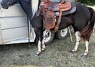 Quarter Horse - Horse for Sale in Poplar Bluff, MO 65708 Quarter Horse - Horse for Sale in Poplar Bluff, MO 65708