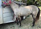 Quarter Horse - Horse for Sale in Poplar Bluff, MO 65708 Quarter Horse - Horse for Sale in Poplar Bluff, MO 65708