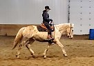 Turro - Gelding in Bemidji, MN Turro - Gelding in Bemidji, MN