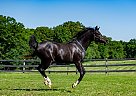 Arabian - Horse for Sale in Truxton, MO 63381 Arabian - Horse for Sale in Truxton, MO 63381