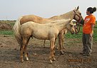 DB China Doll - Mare in Fullerton, ND DB China Doll - Mare in Fullerton, ND