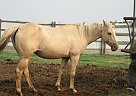 DB Miss Blondie - Mare in Fullerton, ND DB Miss Blondie - Mare in Fullerton, ND