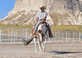 Quarter Horse (Quarter Horse, Gelding) in Bayard, NE