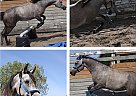 Arabian 4 yr old My Green Emerald
