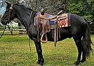 Quarter Pony - Horse for Sale in Xenia, OH 45385 Quarter Pony - Horse for Sale in Xenia, OH 45385