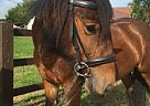 Welsh Cob - Horse for Sale in San Francisco, CA 94105