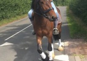 Welsh Pony and Cob (Welsh Pony and Cob, Gelding) in San Francisco, CA