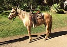 Quarter Pony - Horse for Sale in Goleta, CA 93117