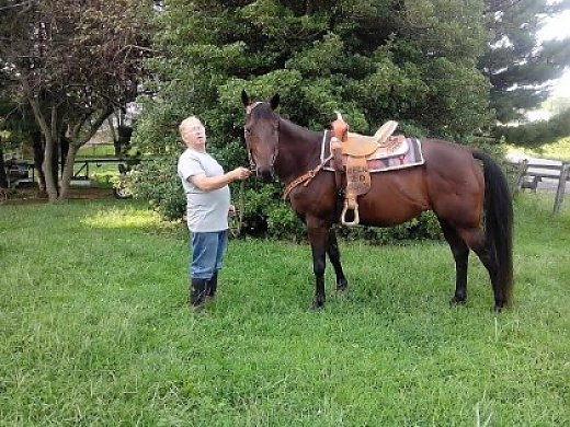 1d Barrel Horse