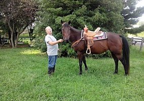 Quarter Horse (Quarter Horse, Gelding) in Big Spring, KY