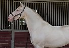 Andalusian - Horse for Sale in San Luis Obispo, CA 93420