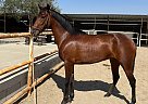 Andalusian - Horse for Sale in Bakersfield, CA 93308 Andalusian - Horse for Sale in Bakersfield, CA 93308