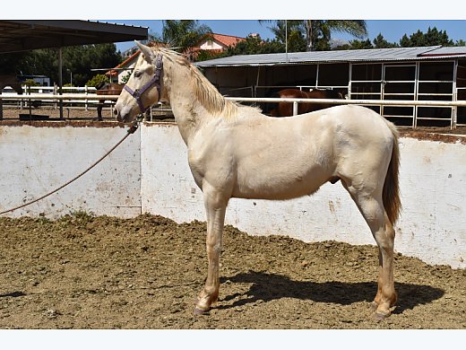 2022 Andalusian Perlino Stallion