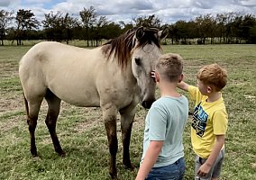 Quarter Horse (Quarter Horse, Mare) in Mount Vernon, TX