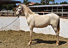 Andalusian - Horse for Sale in San Diego, CA 92021