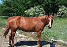 8YO QH Gelding - Looking for Goo... Quarter Horse Stallion