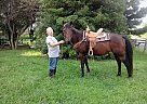1d Barrel Horse Quarter Horse Gelding