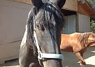 Zena Friesian Mare