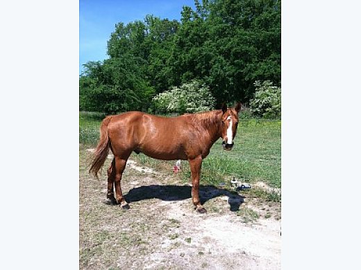 8YO QH Gelding - Looking for Good Home