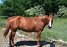 Quarter Horse - Horse for Sale in Hoschton, GA 