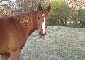 Quarter Horse (Quarter Horse, Stallion) in Hoschton, GA