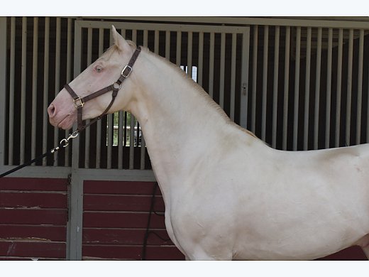 Ajax Andalusian Perlino