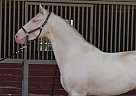 Andalusian - Horse for Sale in San Luis Obispo, CA 93420 Andalusian - Horse for Sale in San Luis Obispo, CA 93420