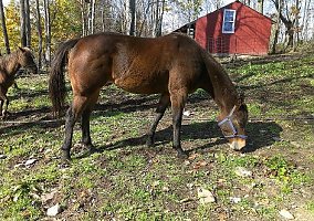 Quarter Horse (Quarter Horse, Mare) in Waverly, NY