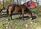 Quarter Horse - Horse for Sale in waverly, NY 13812